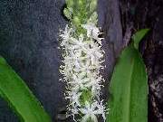 Eucomis spp